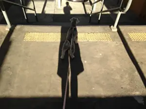 Walking the Dog
