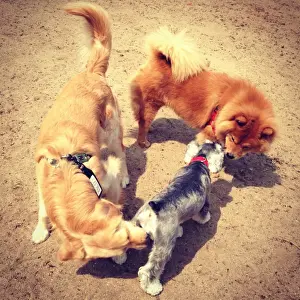 Smelling Prints: Walking the Dog