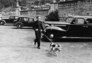 Walking Dogs