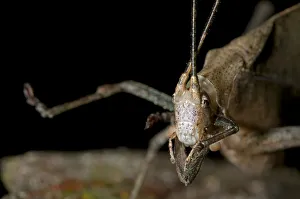 Images Dated 5th March 2012: Walking leaf, Leaf bush cricket or katydid, -Typophyllum sp.-, mimicking a withered leaf
