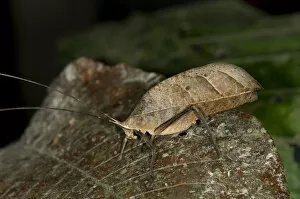 Walking leaf, Leaf bush cricket or katydid -Typophyllum sp.-, mimicking a withered leaf, Tiputini rain forest