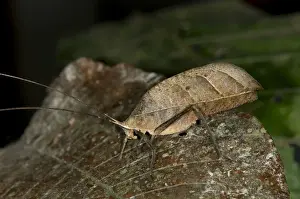 Tiputini Prints: Walking leaf, Leaf bush cricket or katydid -Typophyllum sp
