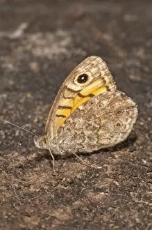 Images Dated 6th August 2014: Wall Brown -Lasiommata megera-, outer side of wings, Baden-Wurttemberg, Germany