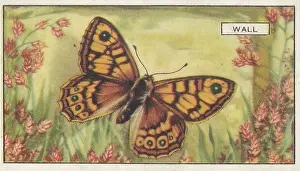 Wall Butterfly, Butterflies and Moths series, Gallaher Collectible Tobacco Card, 1938