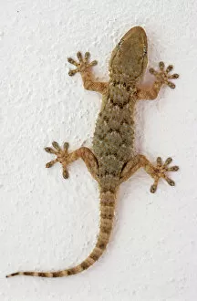 Images Dated 9th March 2011: Wall Gecko (Tarentola mauritanica), Majorca, Spain, Europe