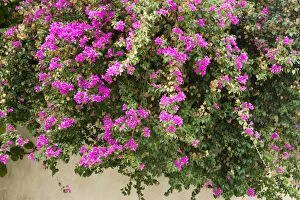 Images Dated 25th October 2012: Wall in Ibiza old town covered with bougainvillia