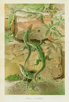 Images Dated 26th October 2018: Wall lizards chromolithograph 1896