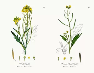 Images Dated 16th November 2017: Wall Rocket, Brassica Tenuifolia, Victorian Botanical Illustration, 1863