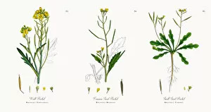 Images Dated 16th November 2017: Wall Rocket, Brassica Tenuifolia, Victorian Botanical Illustration, 1863