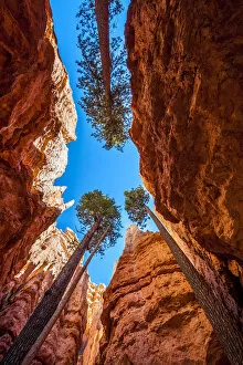 Images Dated 8th June 2013: Wall Street, Bryce Canyon National Park, Utah, USA