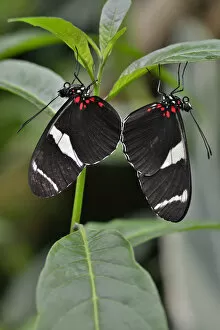 Images Dated 21st September 2013: Wallaces Longwing -Heliconius wallacei-, native to Ecuador, butterfly house, Forgaria nel Friuli