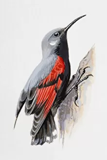 Images Dated 5th July 2007: Wallcreeper (Tichodroma muraria), perching on a wall, side view