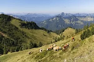 Wallenburg alpine pasture at Mt Croda Rossa or Rotwand, Mt Risserkogel on the right at the back, Spitzingsee lake area