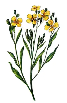 Wallflower, Cheiranthus Cheiri