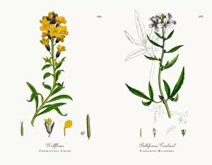 Images Dated 16th November 2017: Wallflower, Cheiranthus Cheiri, Victorian Botanical Illustration, 1863