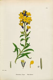 Images Dated 18th January 2017: Wallflower, Cheiranthus Cheiri, Victorian Botanical Illustration, 1863