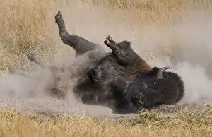 Horned Prints: wallowing Bison, Yellowstone National Park