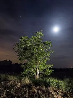 The walnut and light of the full moon