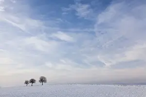 Cultural Landscape Prints: Walnut Trees -Juglans regia- in a snow-covered field against a cloudy sky