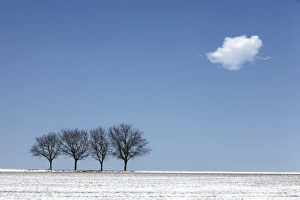 Four walnut trees in the winter with snow, Southern Palatinate, Rhineland-Palatinate Four walnut trees in the winter with snow, Southern Palatinate, Rhineland-Palatinate
