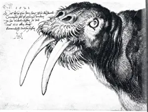 The Walrus