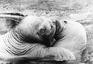 Affectionate Prints: Walrus Kiss