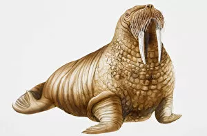 Images Dated 12th February 2007: Walrus (Odobenus), oblique view