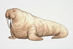 Images Dated 3rd July 2006: Walrus (odobenus rosmarus), side view