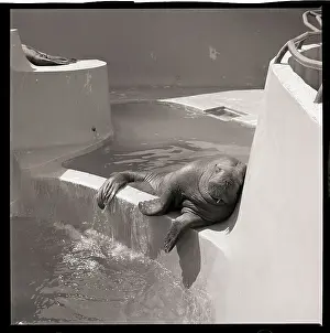 Walrus Prints: Walrus Sleeping on Bank of Pool