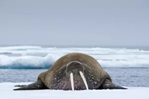 Images Dated 13th August 2009: Walrus, Svalbard