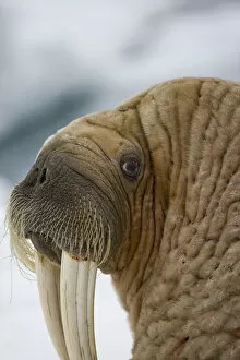 Images Dated 30th July 2008: Walrus, Svalbard, Norway