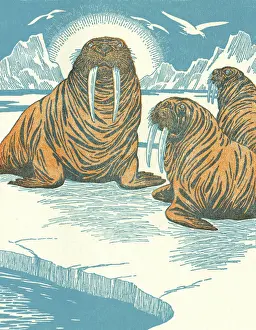 Walruses