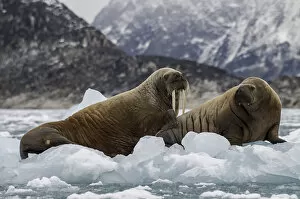Images Dated 6th September 2015: Walruses On Ice