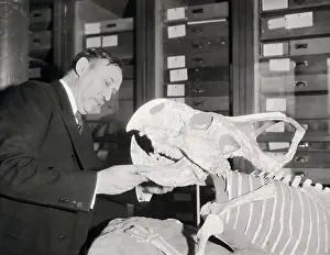 Paleontology Prints: Walter Granger Assembling Dinosaur Skeleton
