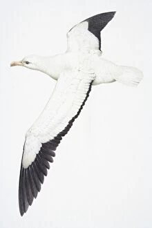 Flying Gallery: Wandering Albatross, Diomedea exulans, large white bird with black feathers at the end of its wings