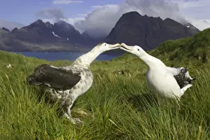 Touching Prints: Two wandering albatross (Diomedea exulans) in courtship display