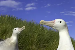Displaying Prints: Two wandering albatross (Diomedea exulans) in courtship display