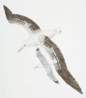 Spread Wings Gallery: Wandering Albatross, Diomedea exulans, with white, brown and black feathers covering narrow wings