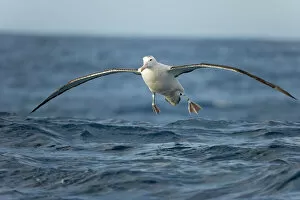 Images Dated 13th February 2007: Wandering albatross, Drake Passage; Southern Ocean