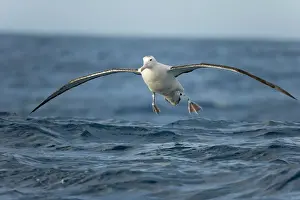 Antarctica Prints: Wandering albatross, Drake Passage; Southern Ocean