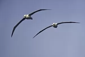 Wandering albatrosses, Drake Passage;