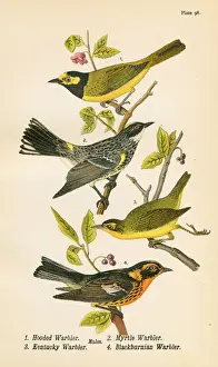 Warbler Prints: Warbler bird lithograph 1890