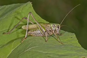 Vorarlberg Prints: Wart-biter Cricket -Decticus verrucivorus- on the leaf of a Butterbur