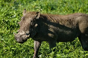 Images Dated 20th January 2010: Warthog