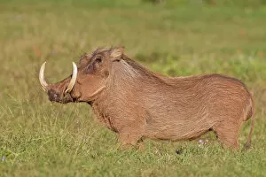 Images Dated 27th May 2011: Warthog -Phacochoerus africanus- at Addo Elephant Park, South Africa
