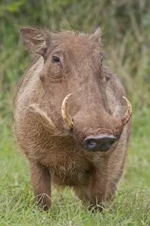 Images Dated 26th May 2011: Warthog -Phacochoerus africanus- at Addo Elephant Park, South Africa
