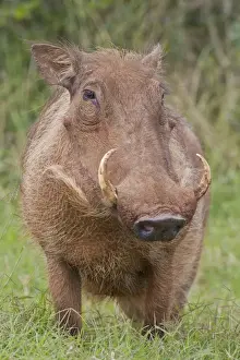 Warthog -Phacochoerus africanus- at Addo Elephant Park, South Africa