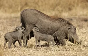 Images Dated 15th August 2009: Warthog (Phacochoerus africanus) nursing cubs