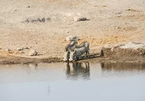 Two warthogs -Phacochoerus africanus- drinking, Etosha National Park, Namibia