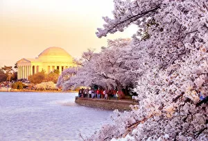 Thomas Jefferson Memorial Gallery: Washington DC cherry blossom
